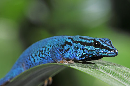 Himmelblauer Zwergtaggecko (Lygodactylus williamsi) - turquoise dwarf gecko