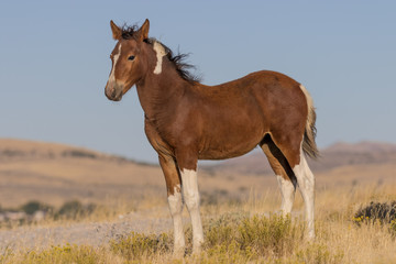 Wild Horse Foal