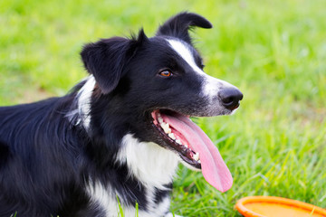 Portrait of Border Collie with frisbee, dog lying in the grass, waiting for the command.