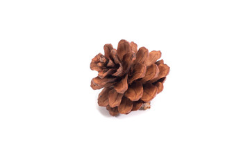 pine cone on white background for Christmas decorative