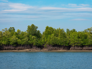 Mangrove forest in the Tanintharyi Region, Myanmar