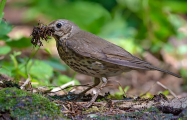 Song thrush stands on the forest ground with nest material in beak 