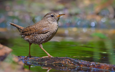 Joyful Eurasian wren posing near a water pond with lifted tail