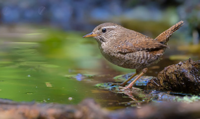 Eurasian wren sitting and posing near a water edge 