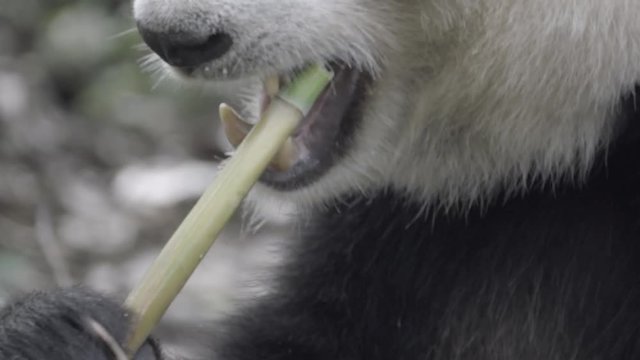 Close up of a Panda eating bamboo