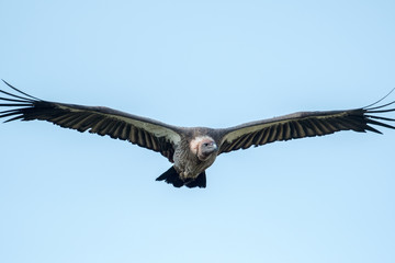 Vulture in flight