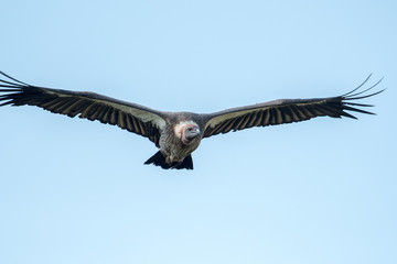 Vulture in flight