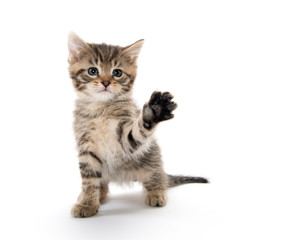 Fototapeta na wymiar Cute tabby kitten lifting its paw