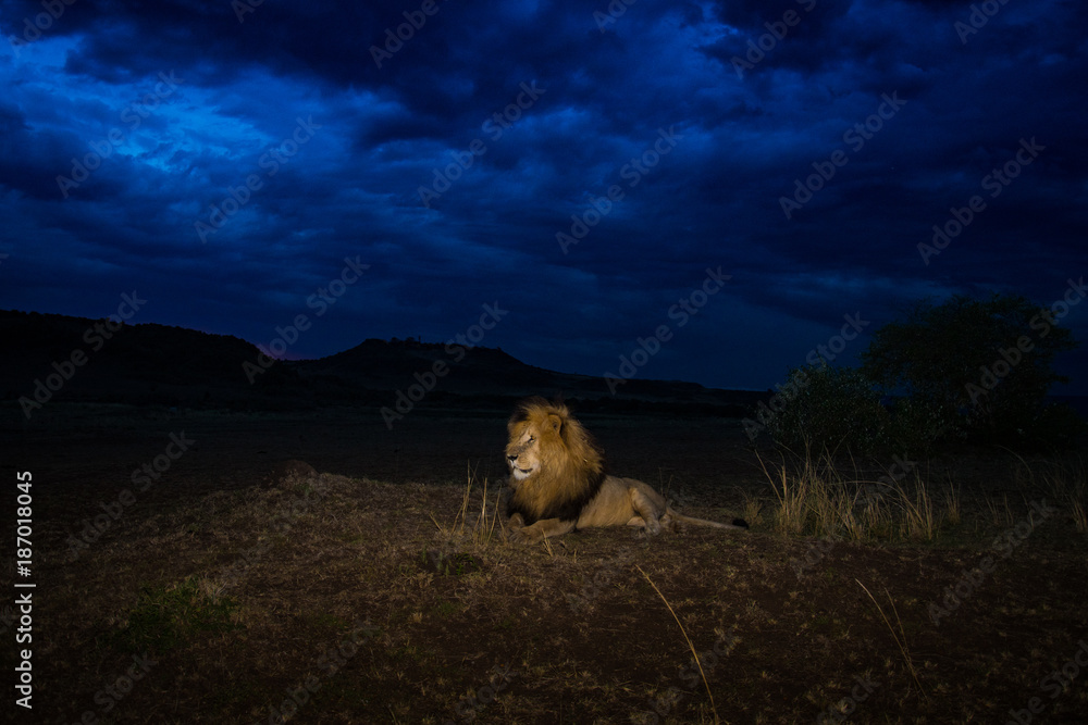 Sticker male lion scarface in masai mara