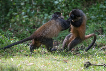 Golden monkeys playing