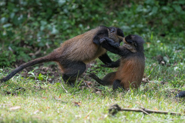 Golden monkeys playing