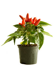 Wet Chili Paprika Plant