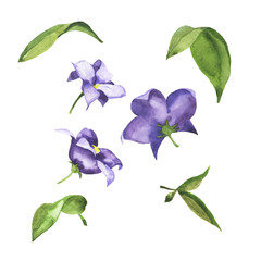 Set of violet bell flowers and green leaves isolated on white background. Hand drawn watercolor illustration.