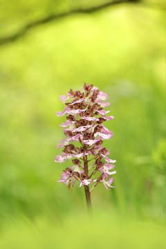 Orchis purpurea. This type of orchid grows mainly in Central Europe. In the Czech Republic it grows in Central, Eastern and Northern Bohemia. Moravia-more locations. Beautiful nature photos. Free natu