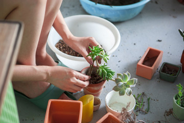 Like gardening girls planted flowers in the greenhouse, planted succulents foliage plants,
