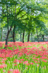 Close - up Red spider lily in autumn