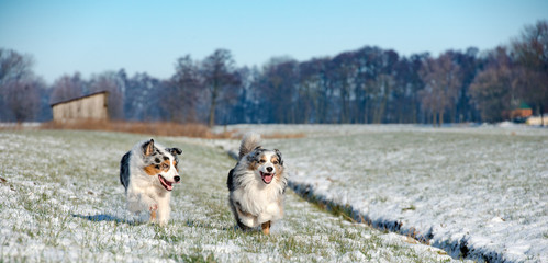 Zwei Hübsche Australian Shepherd Hunde im Winter rennen über eine verschneite Wiese  auf den Betrachter zu. - 187020259