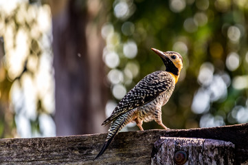 Woodpecker