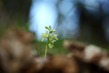Orchidaceae. The wild nature of the Czech Republic. A rare plant of wild nature. Plant in the grass. Beautiful picture. Spring nature.