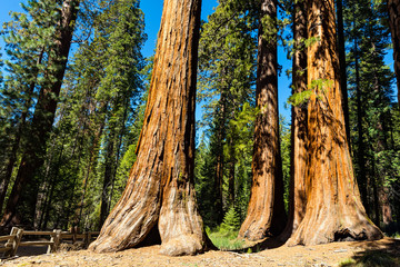 Giant Sequoias, Mariposa Grove, Yosemite National Park, California - obrazy, fototapety, plakaty