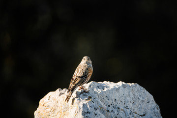 accenteur alpin