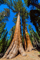 Giant Sequoias, Mariposa Grove, Yosemite National Park, California