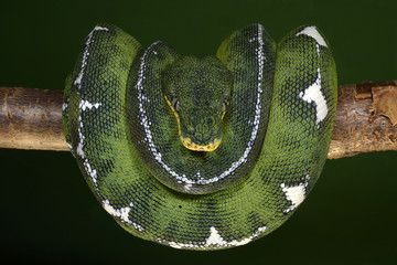 Fototapeta premium Grüne Hundskopfboa / Grüner Hundskopfschlinger (Corallus caninus) - Emerald tree boa