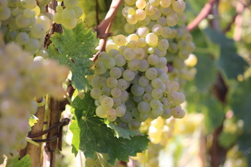 wine grapes