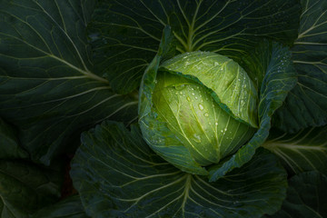 Obraz premium The fresh young cabbage with water droplet on the leaf