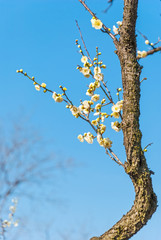 Plum blossoms in early spring