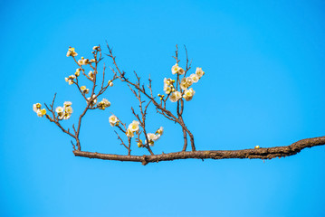 Plum blossoms in early spring
