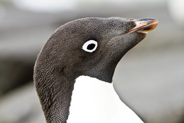 The Adelie penguin(pygoscelis adeliae)on the seashore Davis,East Antarctica