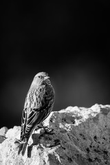 accenteur alpin