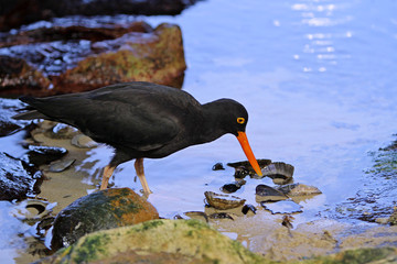 African Oystercatcher(haematopus moquini)in South Africa