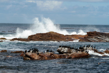 Colony of cormorants at Cape of Good hope in South Africa