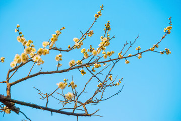Plum blossoms in early spring