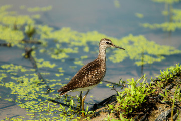 Fifi Sandpiper(tringa glareola)