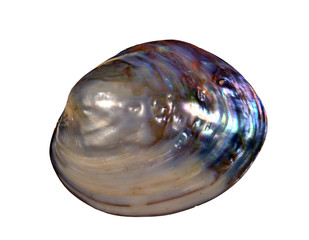  Iridescent Natural Pearl Oyster Shell
