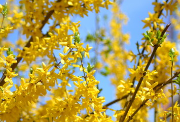Forsythia twigs, yellow blossom against bright blue sky. Spring sunny day in europe.