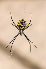 Black and yellow orb weaver spider (Argiope aurantia) in web, Boa Vista, Cape Verde