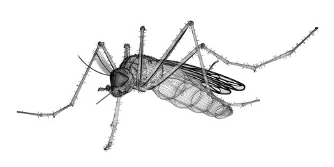 mosquito in wire carcass