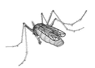 mosquito in wire carcass