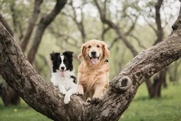 Tuinposter Cute Adorable Black And White Border Collie and Golden retriever at the tree © Kseniya