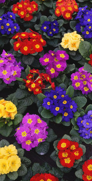 Primula mix at the garden center