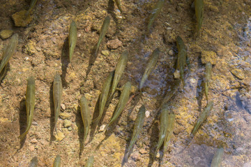 Krk National Park - Croatia - A Day in the beautiful Nature