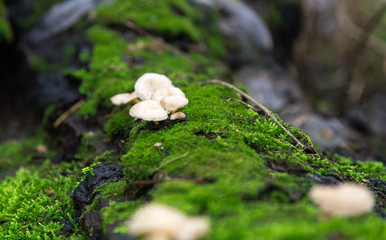 mushrooms growing on a tree in green moss