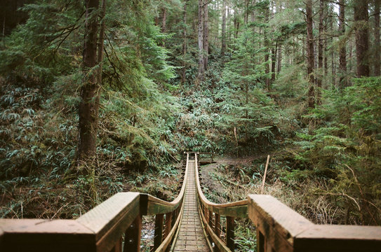 Wooden Bridge Leading Into Green Forest