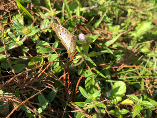 white Peacock butterfly in Florida Swamps