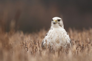 Falco rusticolus. Expanded in Arab states. Photographed in Czech. Bird. Nature. Hunter bird. Predator.