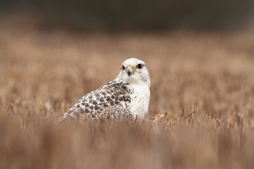 Falco rusticolus. Expanded in Arab states. Photographed in Czech. Bird. Nature. Hunter bird. Predator.